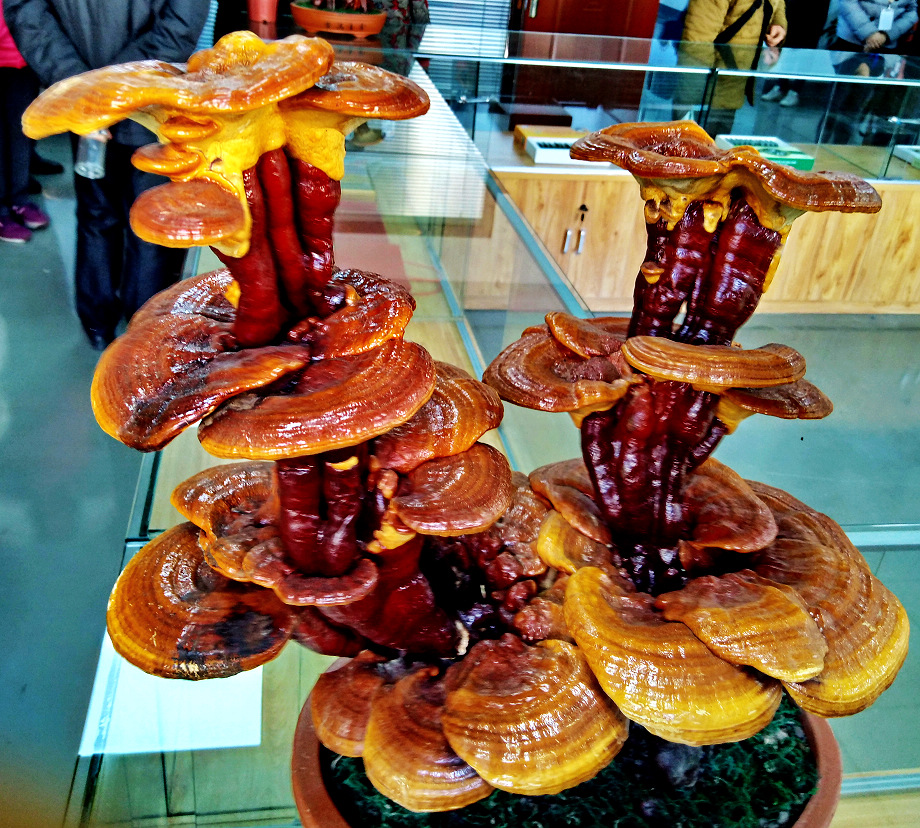 灵芝王,灵芝王的功效与作用及食用方法